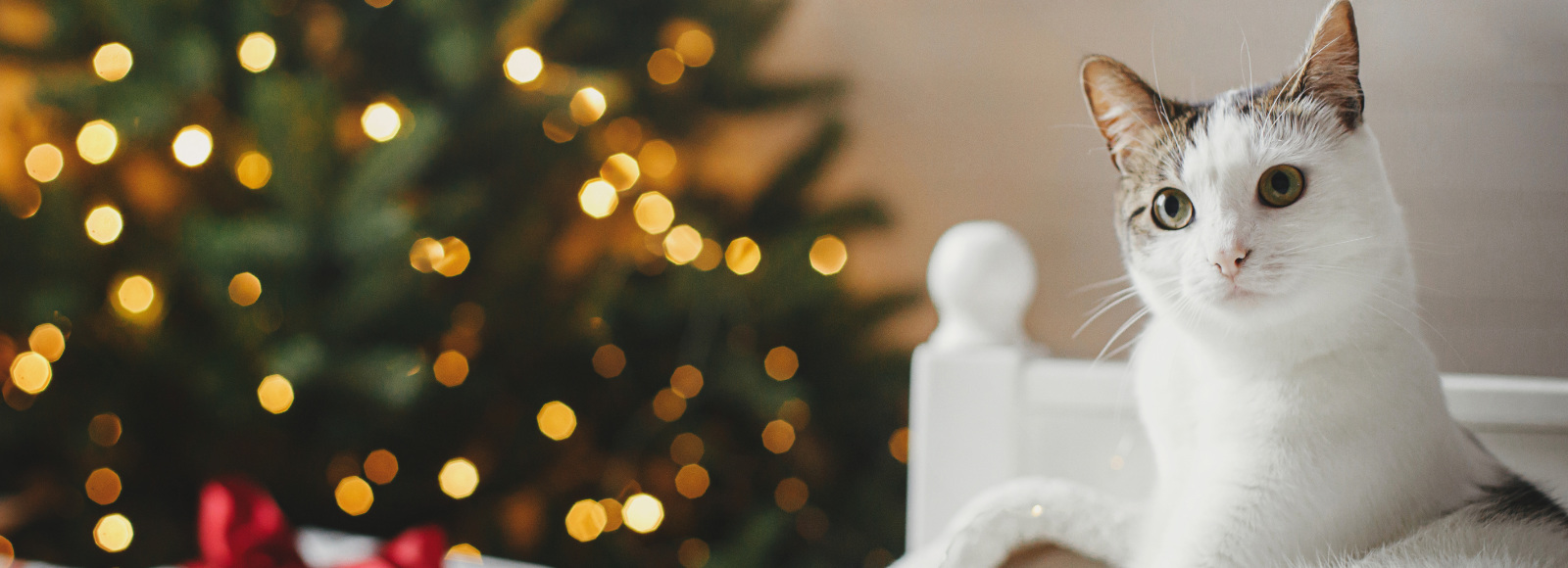 Homepage All City Pet Care West