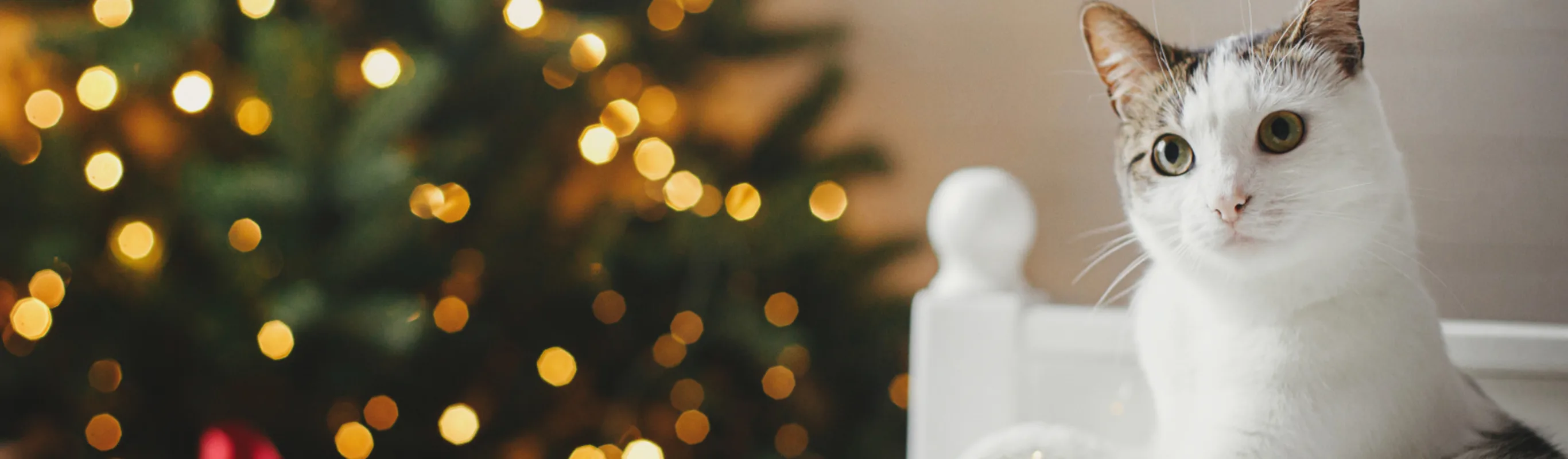 A white cat sitting next to a Christmas tree A white cat sitting next to a Christmas tree