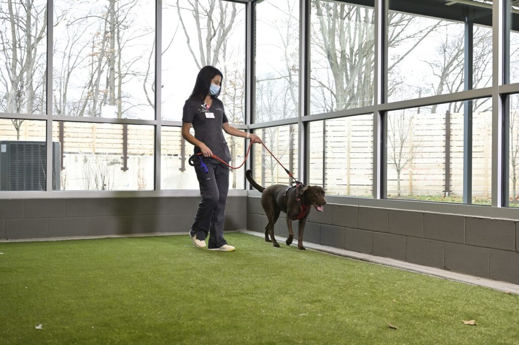 A view of a walking area at Animal Emergency & Referral Associates