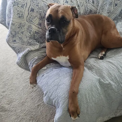 Elsa Galli Elsa Galli