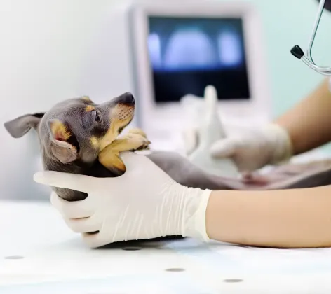 Dog receiving ultrasound exam Dog receiving ultrasound exam