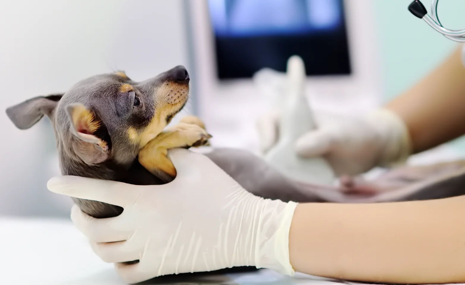 Dog receiving ultrasound exam Dog receiving ultrasound exam