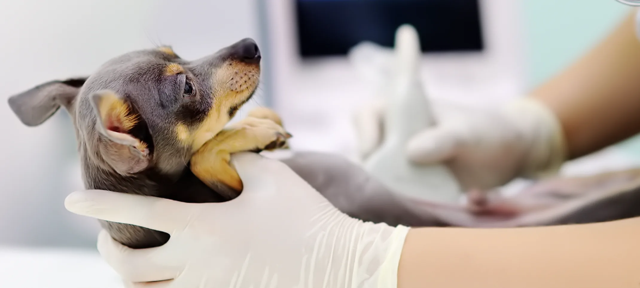 Dog receiving ultrasound exam Dog receiving ultrasound exam