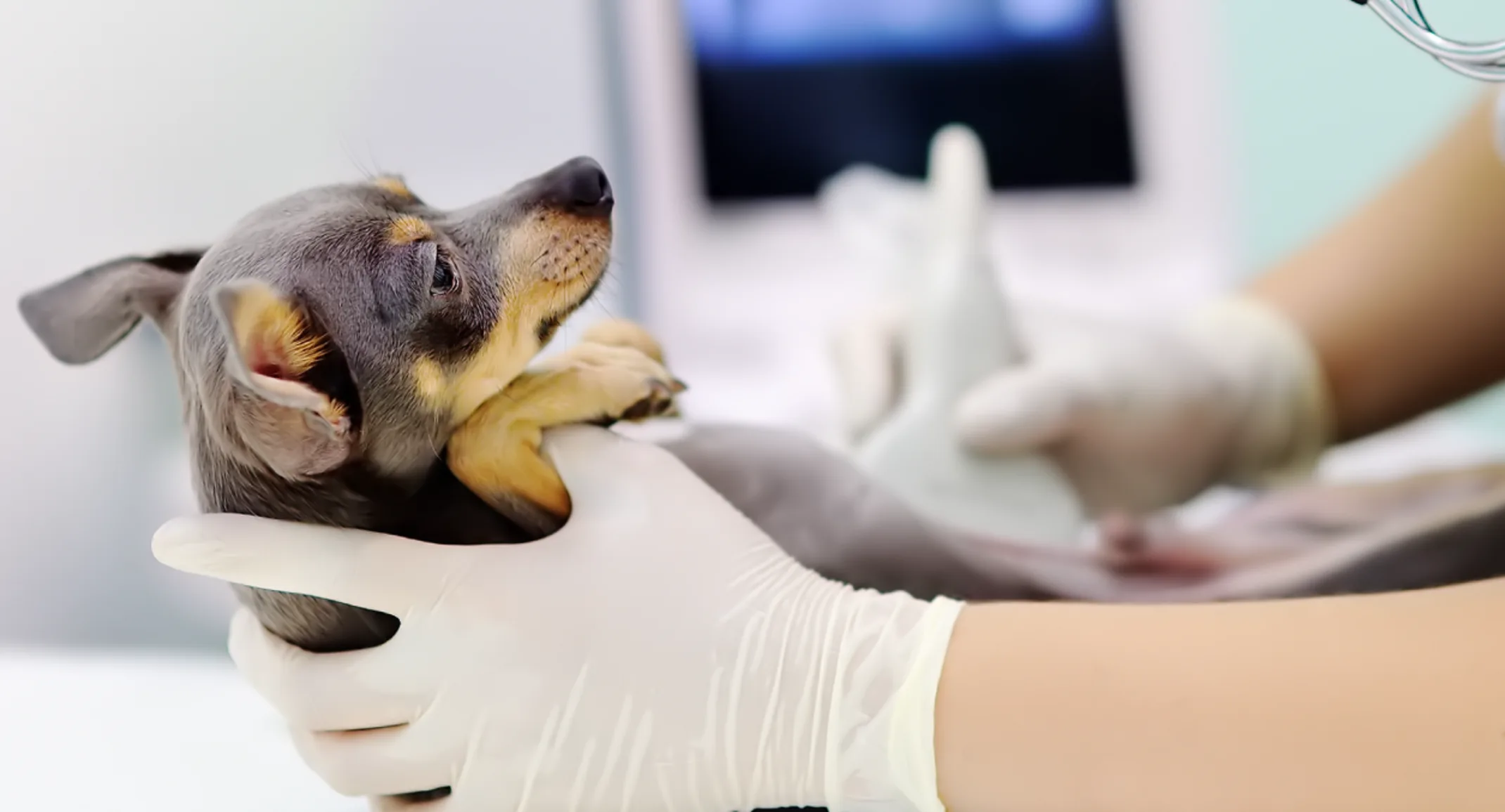 Dog receiving ultrasound exam Dog receiving ultrasound exam