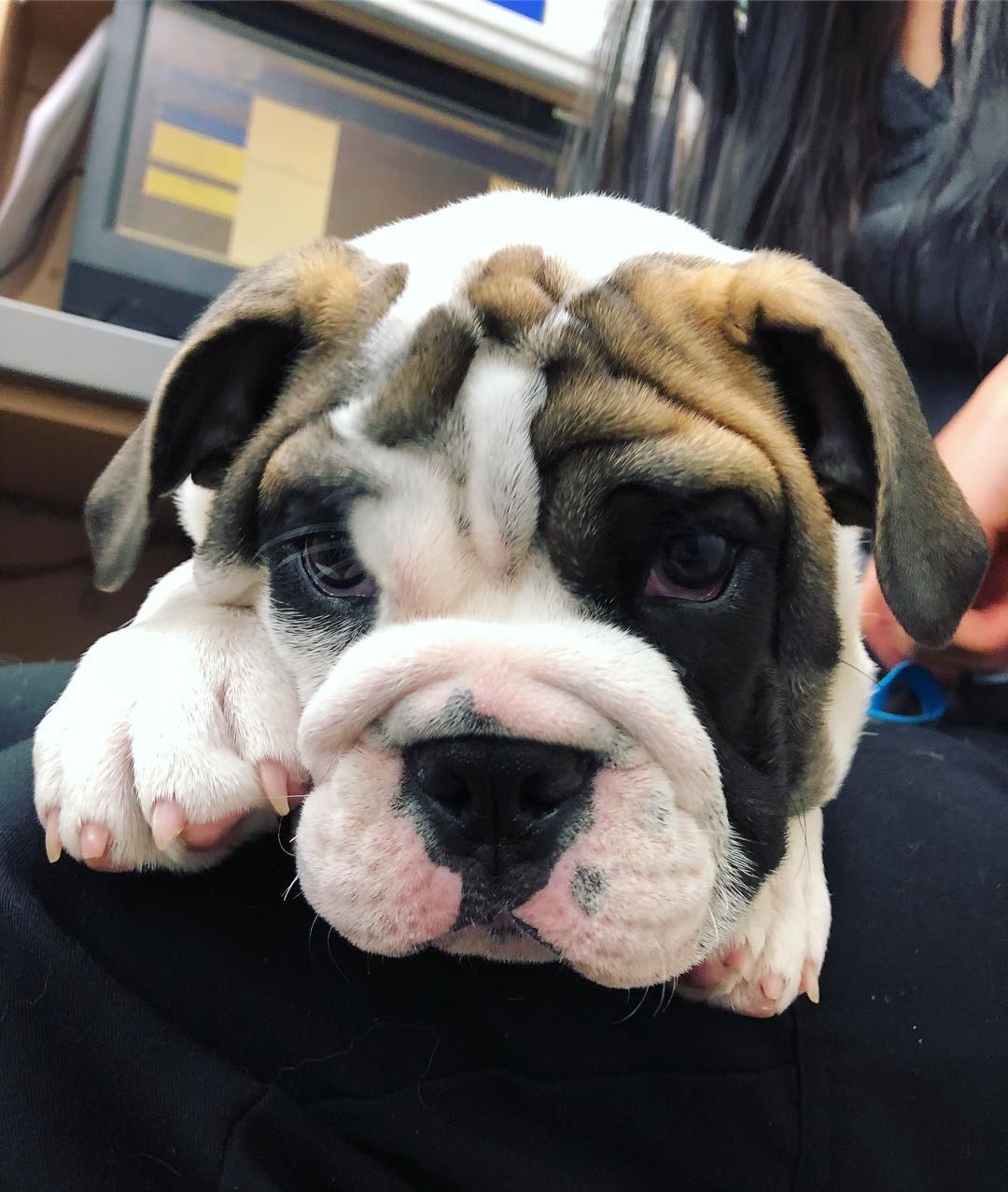 Dog in Lap at Mississauga Animal Hospital