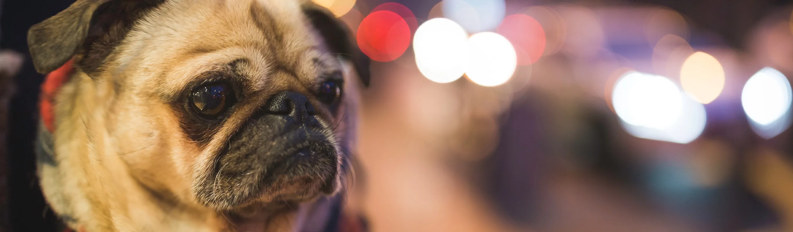 Dog with city lights in background Dog with city lights in background
