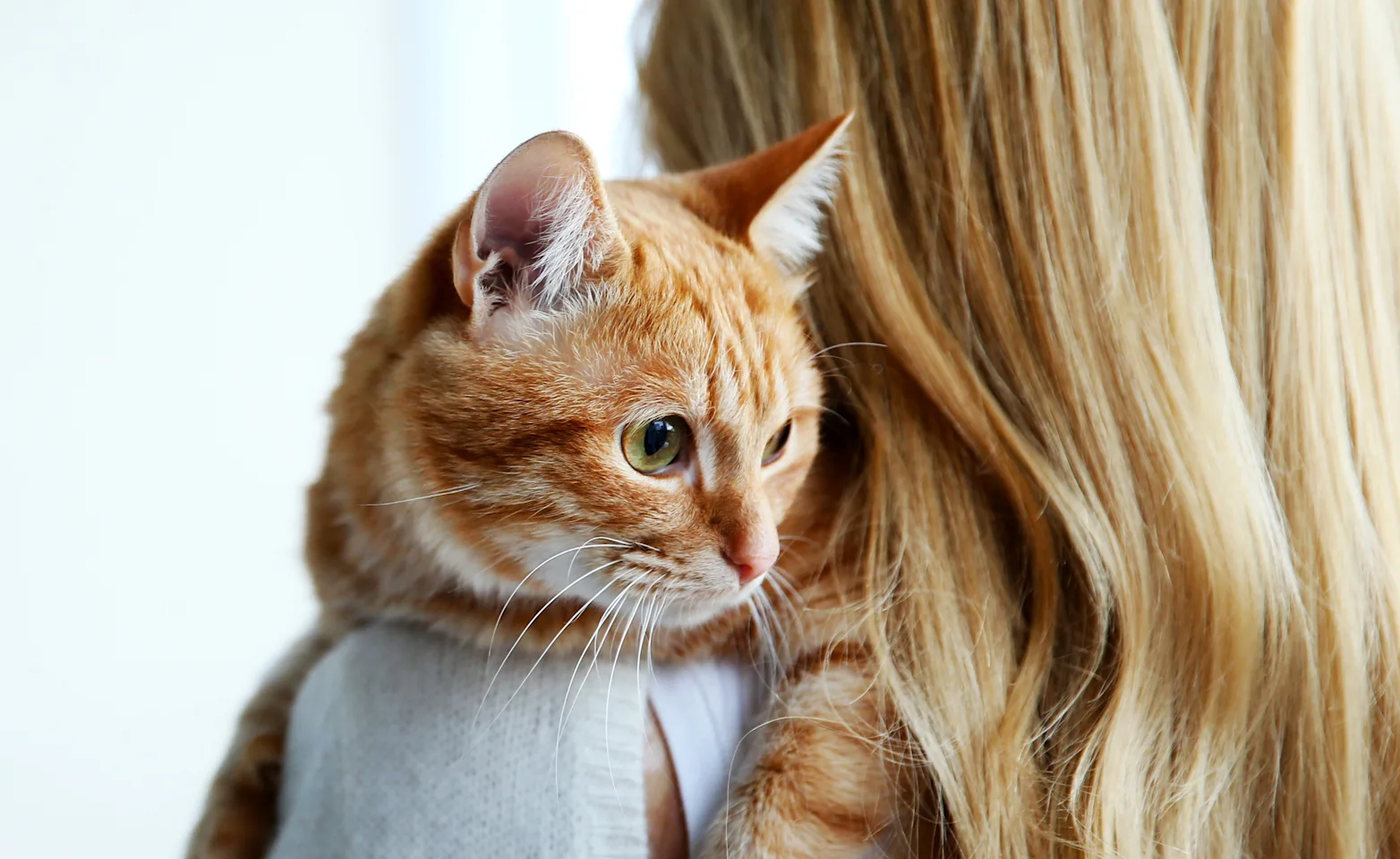 woman holding cat woman holding cat