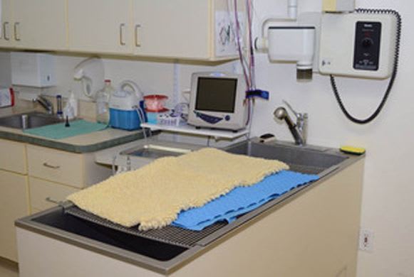 Dental Table at Alta Animal Hospital