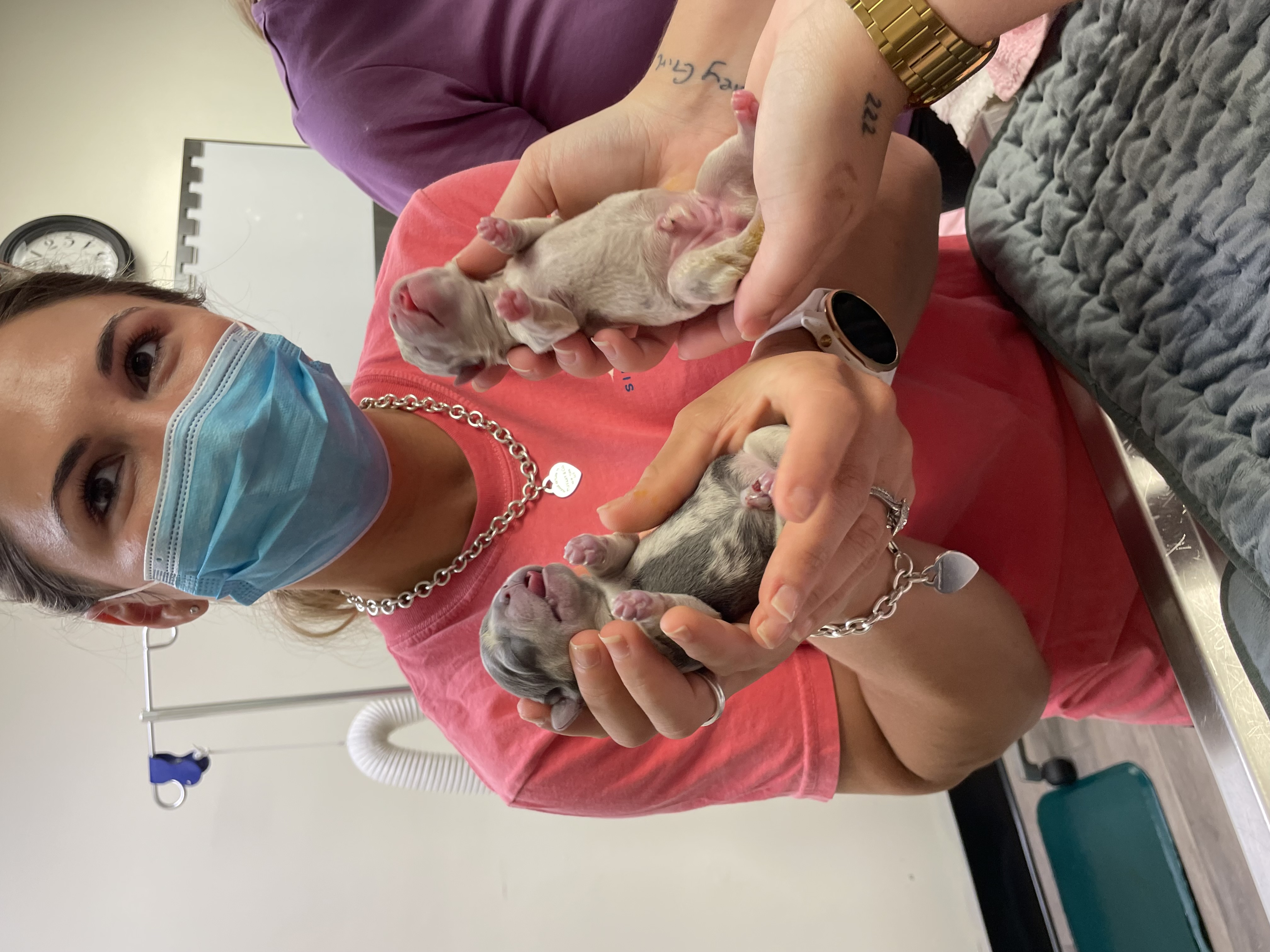 Two Puppies Being Held at Ferry Farm Animal Clinic