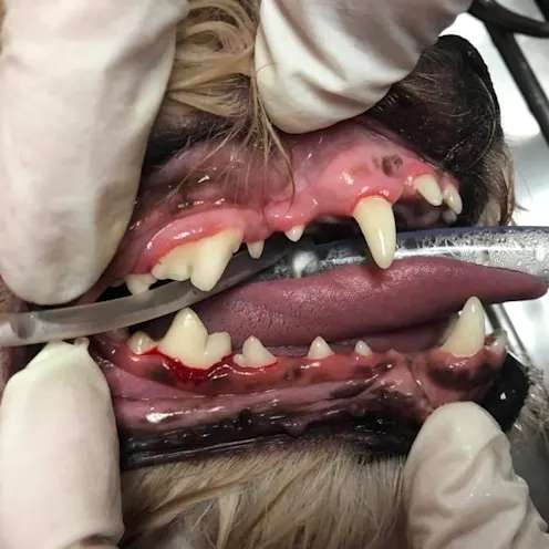 Dog's teeth Dog's teeth