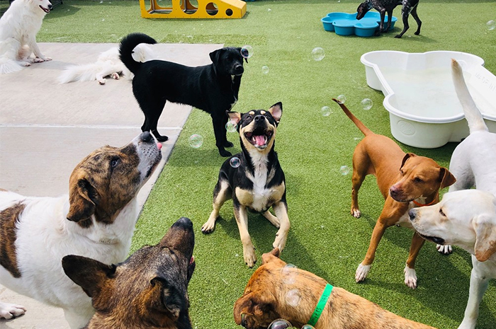 Dogs at PetSuites daycare play with bubbles outside. 