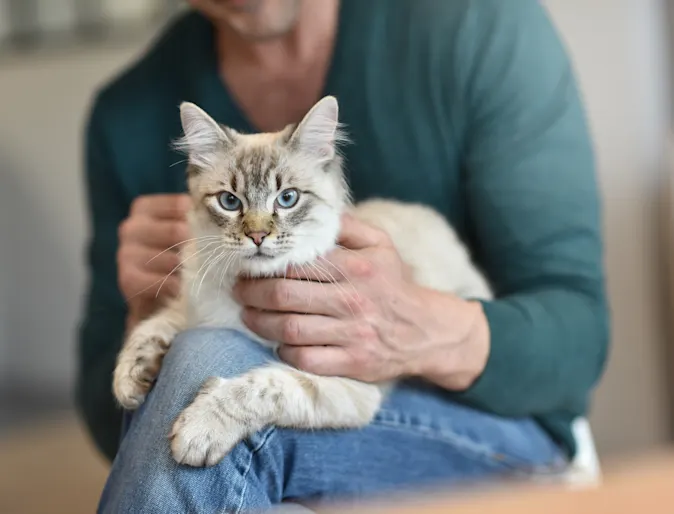 Cat sitting in a man's lap Cat sitting in a man's lap