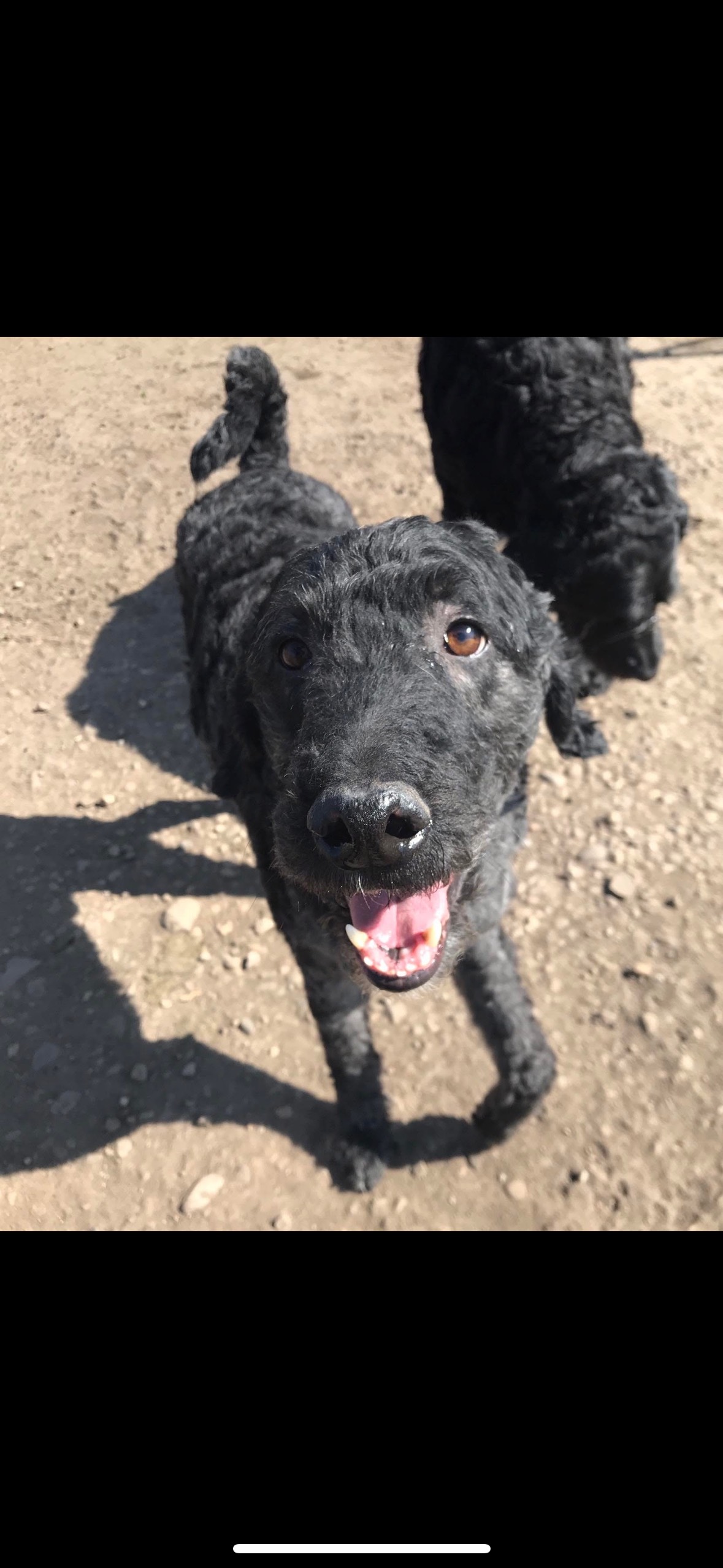 Picture of Owen's dog