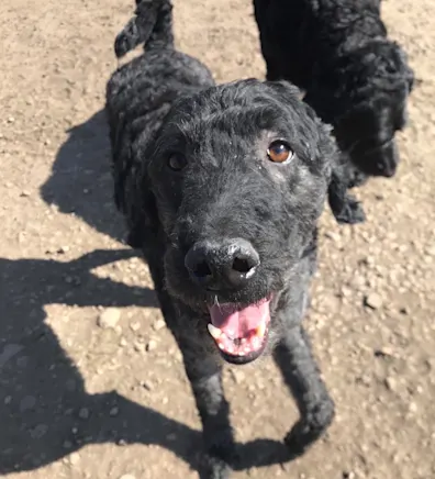 Picture of Owen's dog Picture of Owen's dog