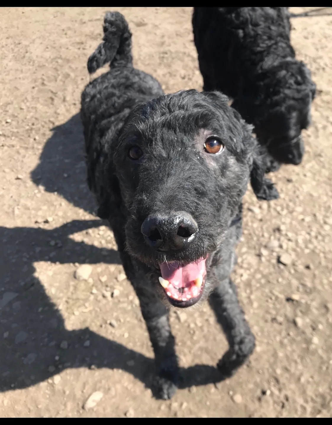 Picture of Owen's dog Picture of Owen's dog