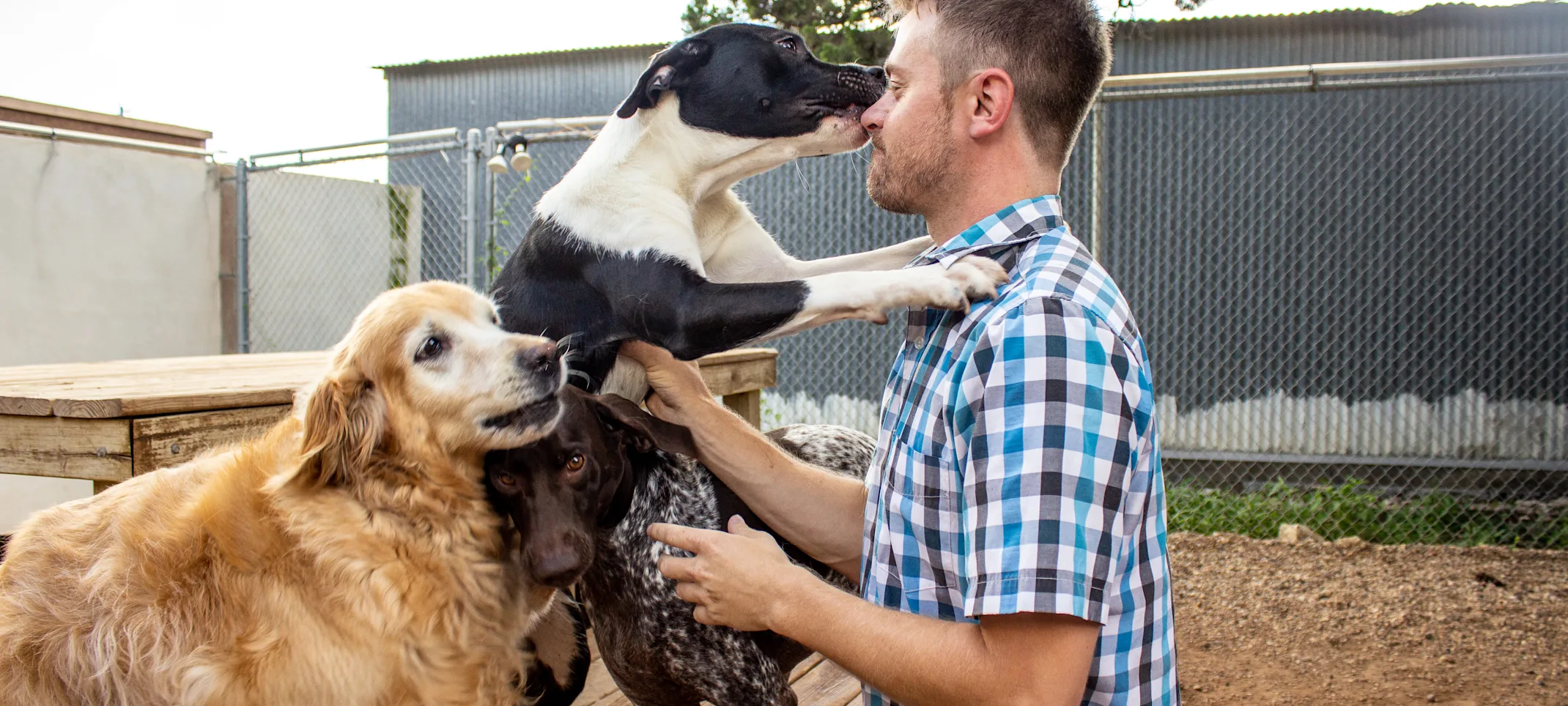 Dogs playing in the Taurus Academy Play Yard