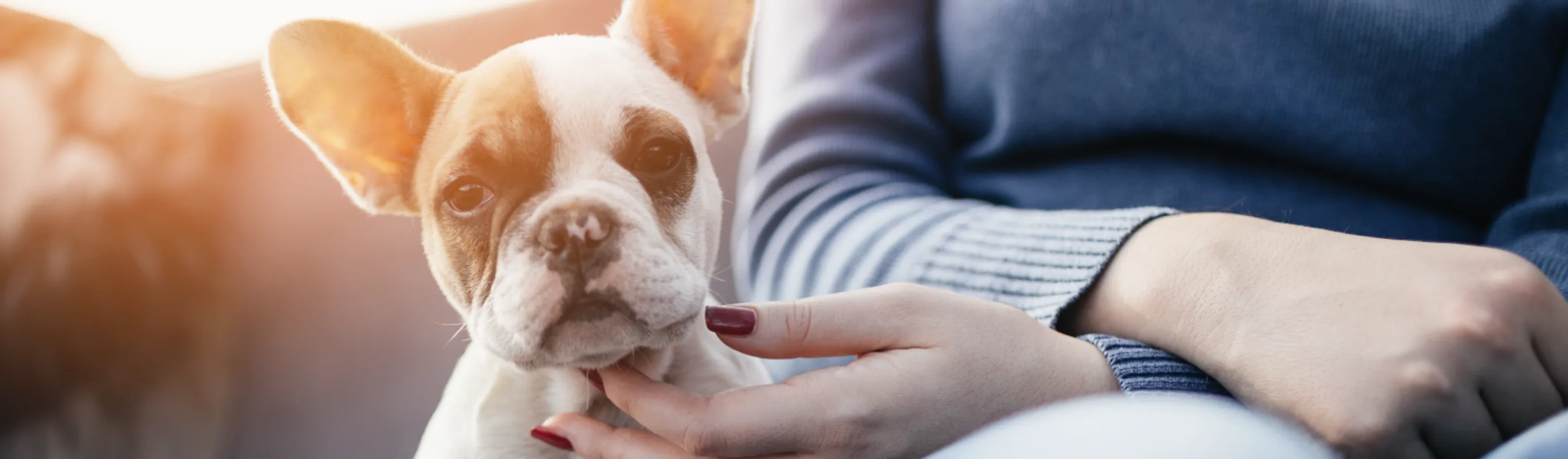 Dog and owner sitting together 