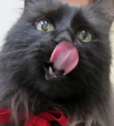 Howard, the official mascot of Northampton Veterinary Clinic, sticking his tongue out Howard, the official mascot of Northampton Veterinary Clinic, sticking his tongue out