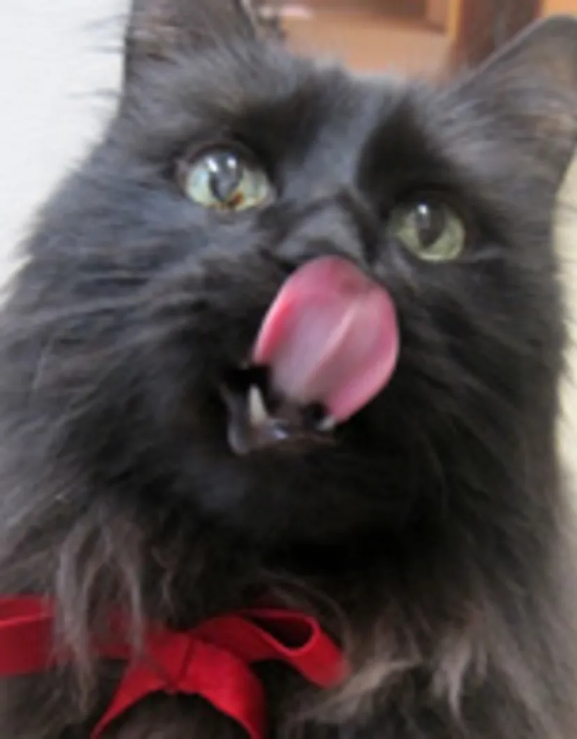 Howard, the official mascot of Northampton Veterinary Clinic, sticking his tongue out