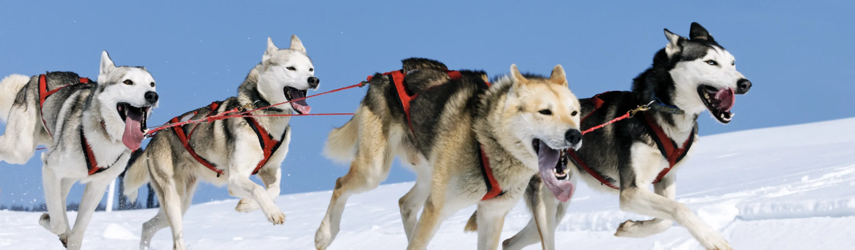 Husky Sled team in the snow Husky Sled team in the snow