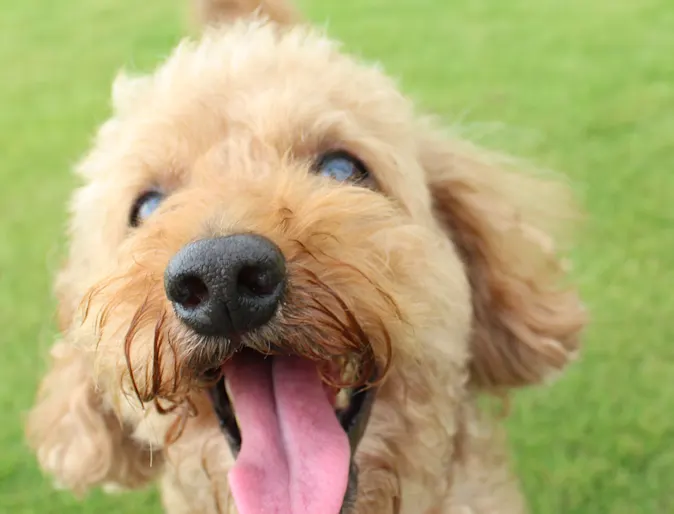 Dog playing Dog playing