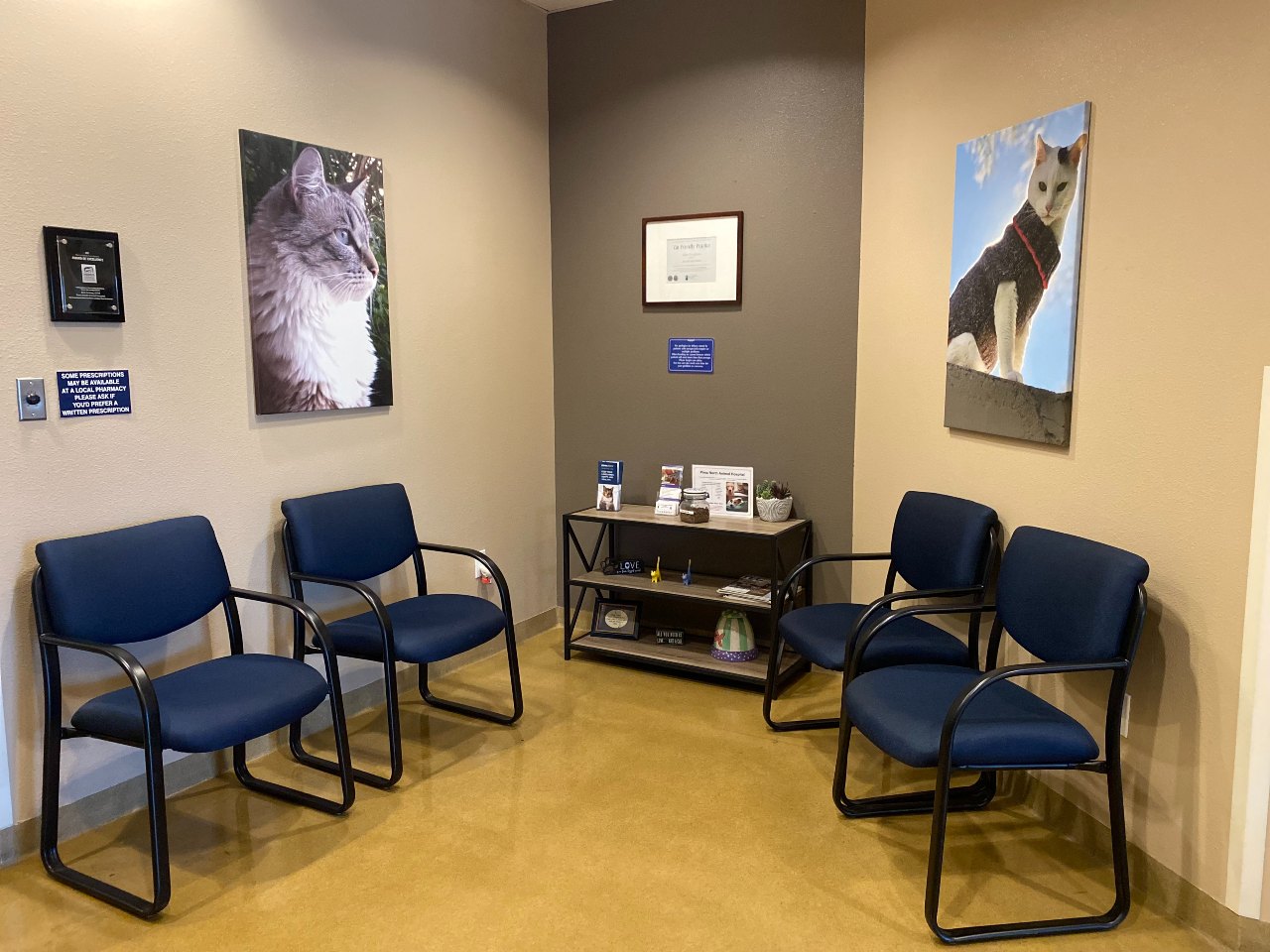 Four blue chairs and two big portraits of cats on each side of the walls.
