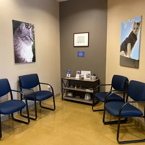 Four blue chairs and two big portraits of cats on each side of the walls. Four blue chairs and two big portraits of cats on each side of the walls.