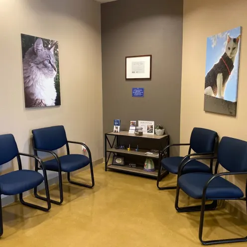 Four blue chairs and two big portraits of cats on each side of the walls.