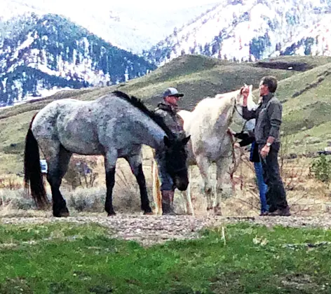 Horses grazing in Meadow