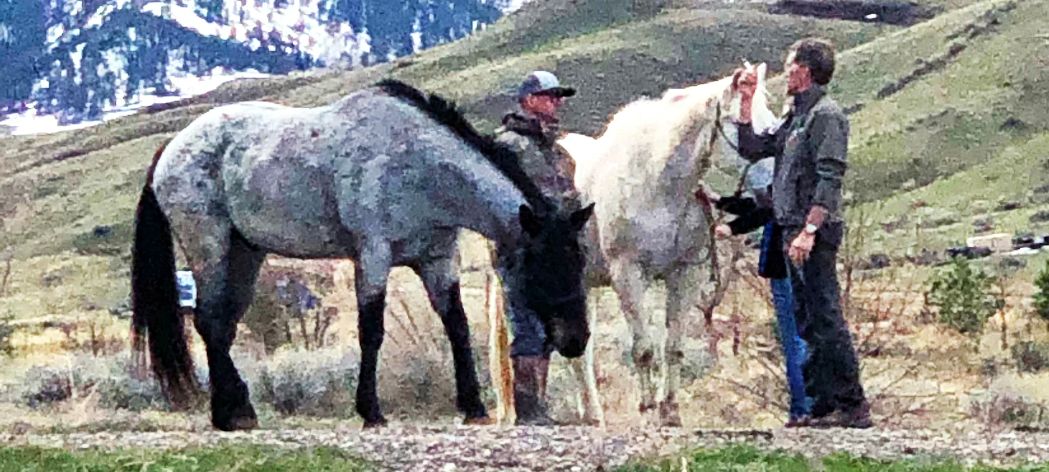 Horses grazing in Meadow