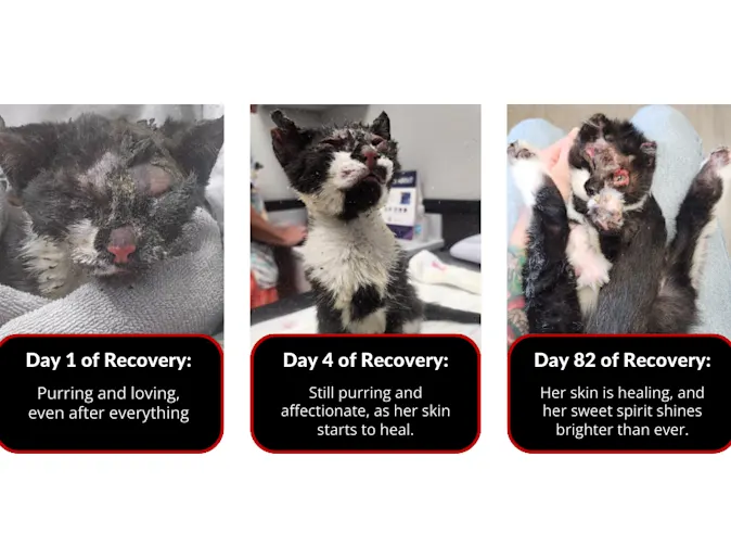 Phoenix the cat Phoenix the cat