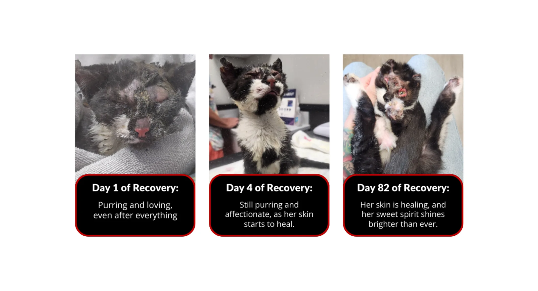 Phoenix the cat Phoenix the cat