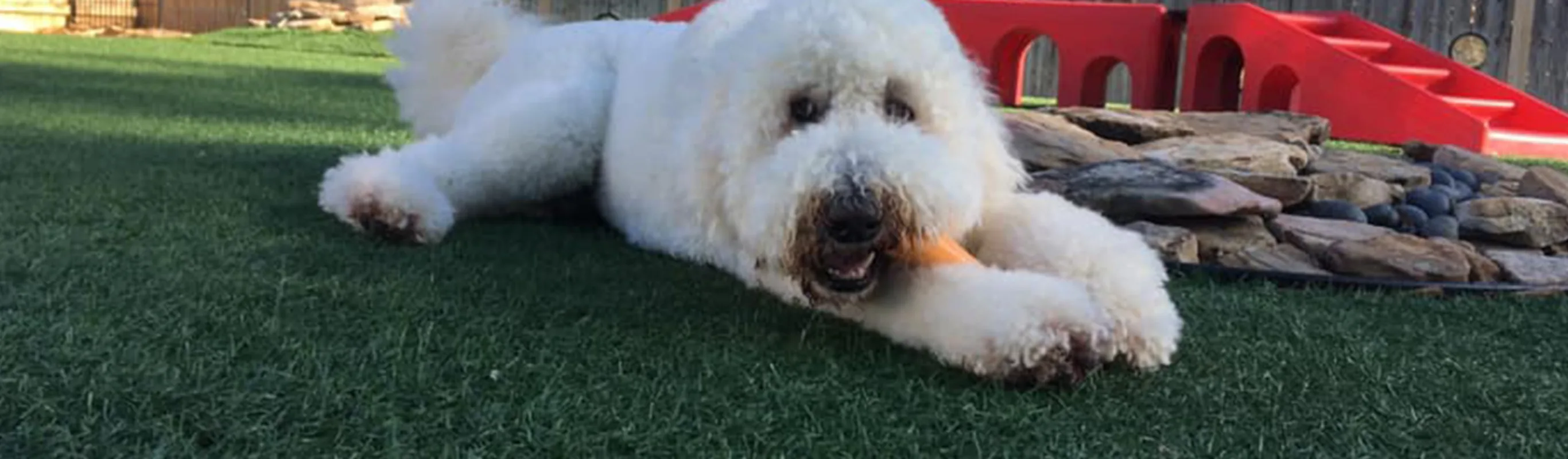 Large white dog smiling and laying on grass
