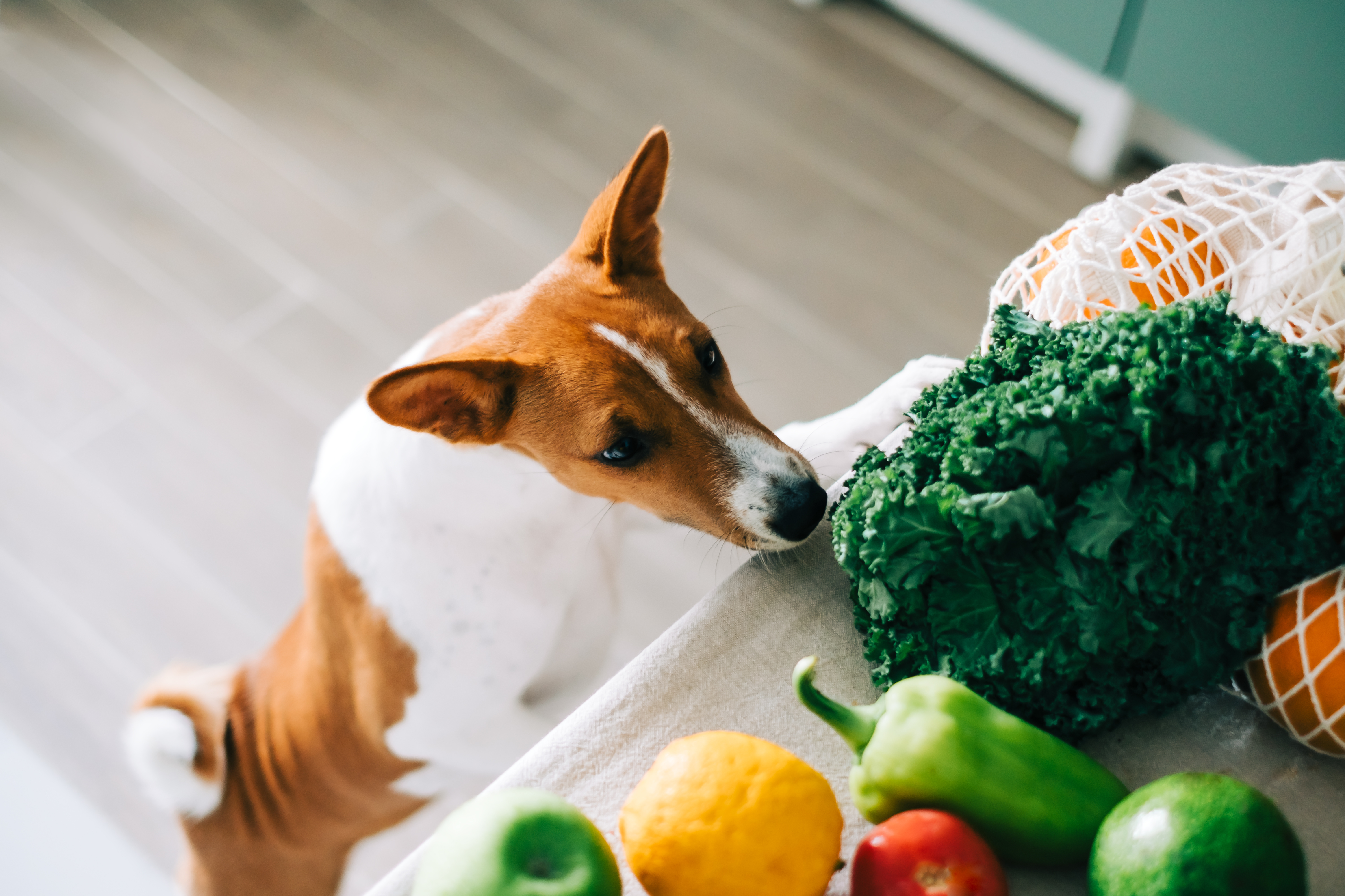 Dog Looking Up to Produce