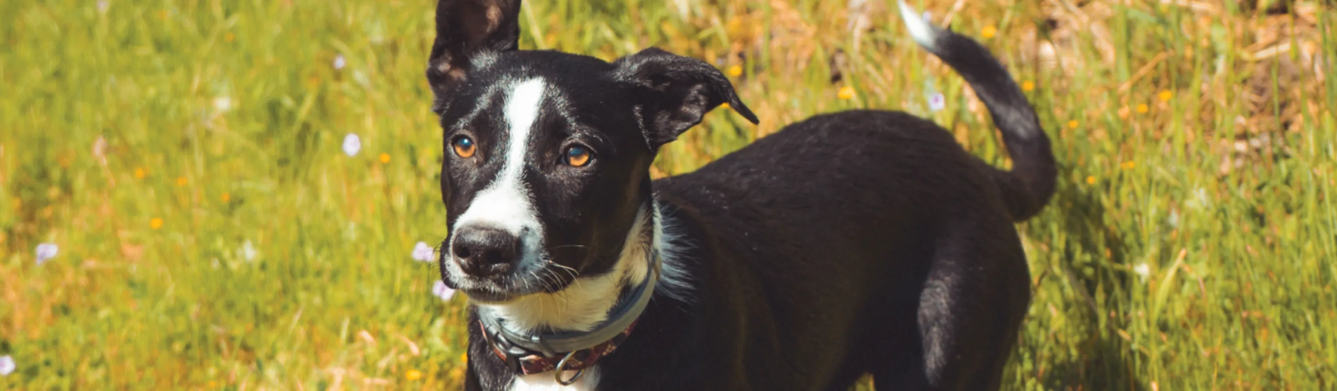 Dog standing in a field