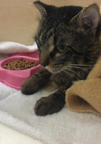 Cat laying and eating food out of a pink bowl