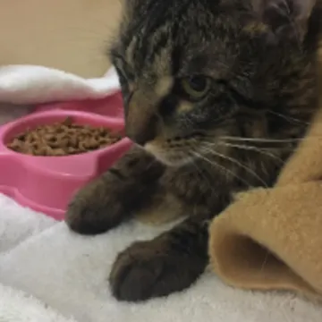 Cat laying and eating food out of a pink bowl