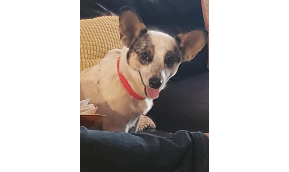 Dog with big ears and a red collar smiling while sitting on the couch.