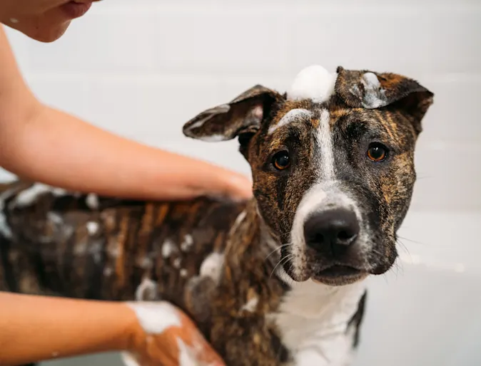 Dog taking a bath