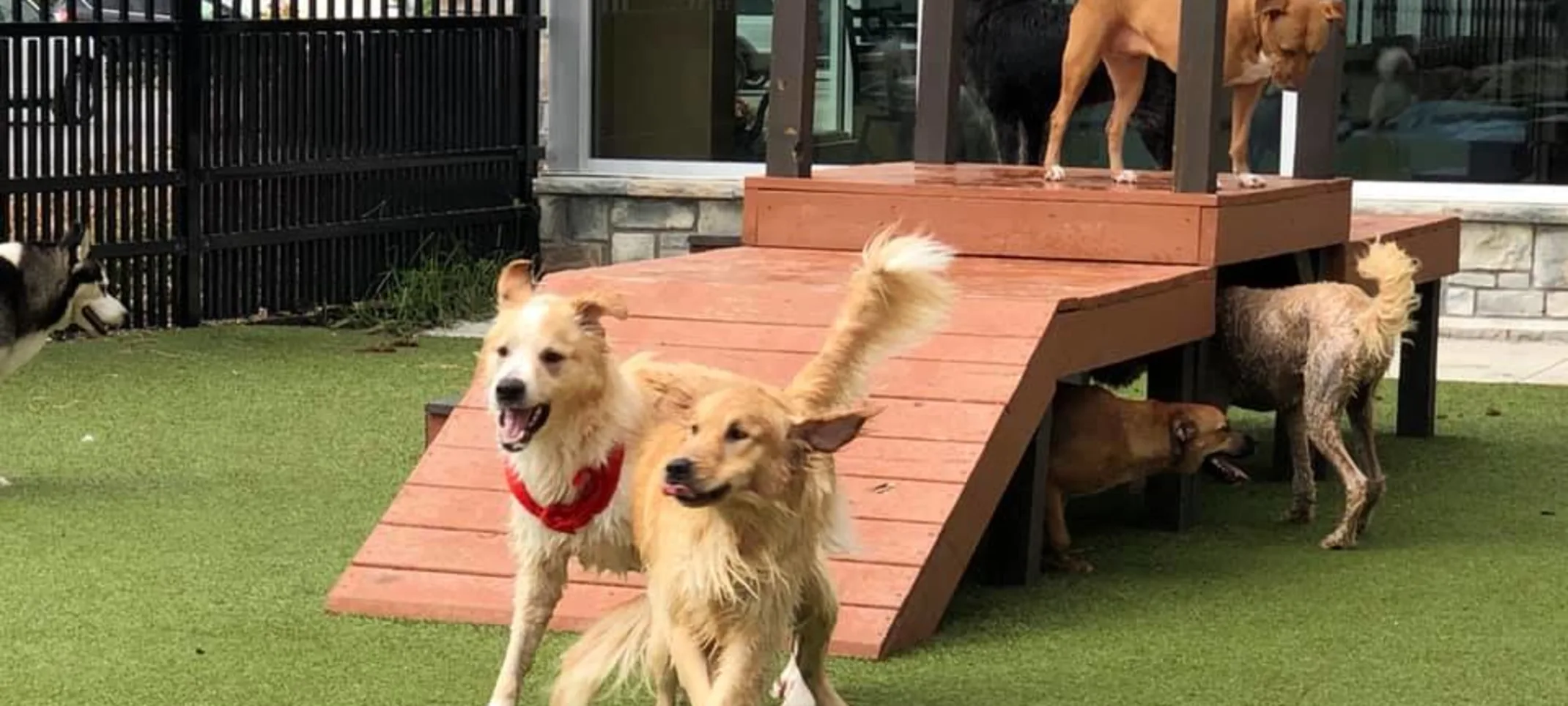 Dogs playing on turf and ramp Dogs playing on turf and ramp
