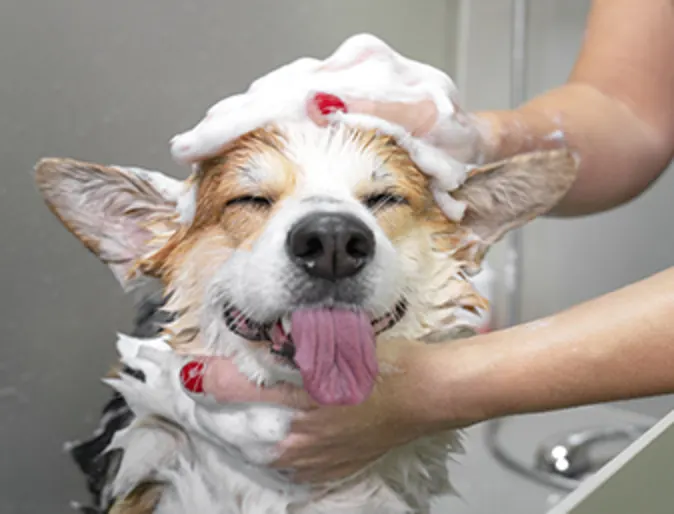 Dog in bath sticking tongue out Dog in bath sticking tongue out