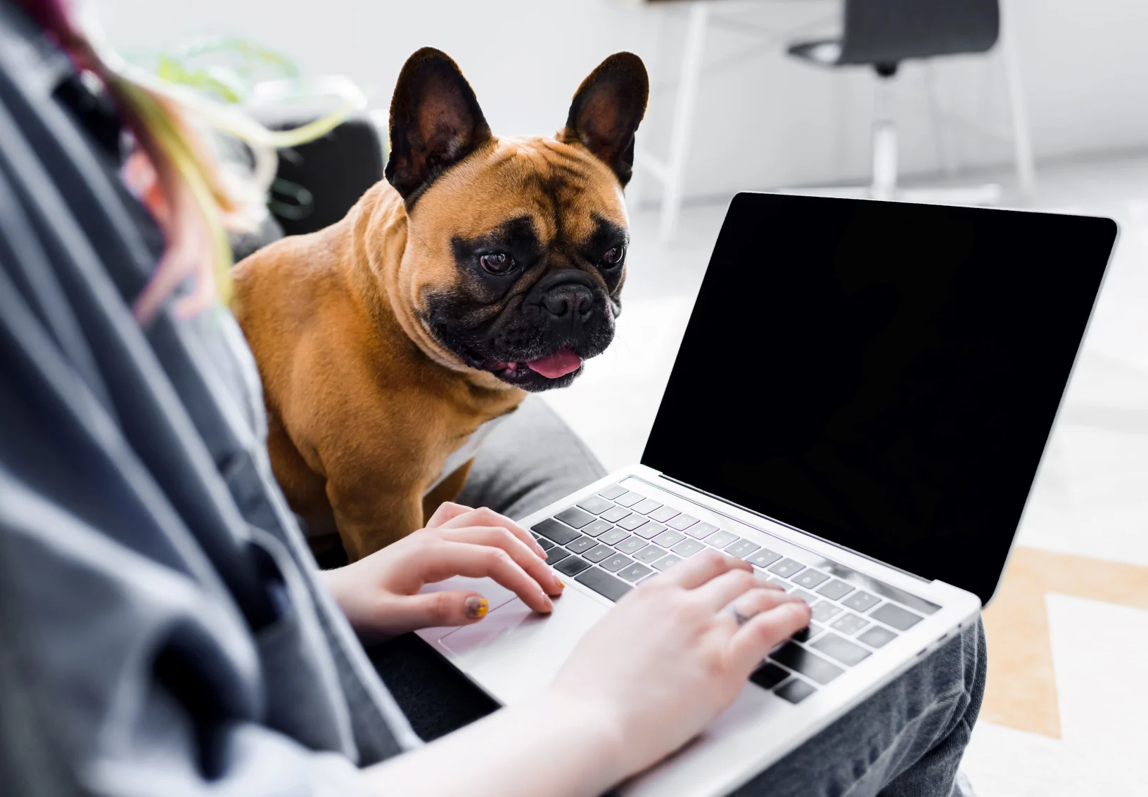 Fawn-colored Frenchie watching women type on laptop Fawn-colored Frenchie watching women type on laptop