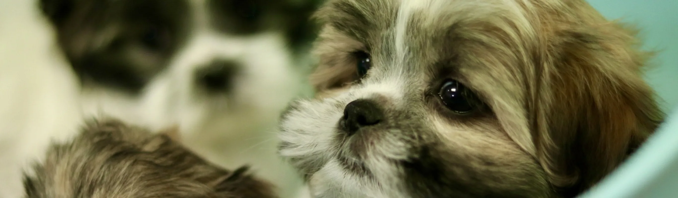 Puppies in a basket Puppies in a basket
