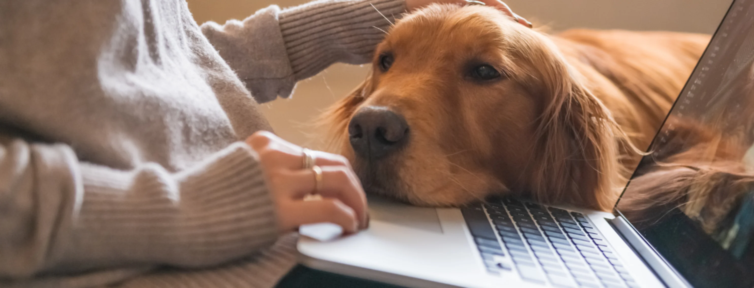 Dog on laptop Dog on laptop