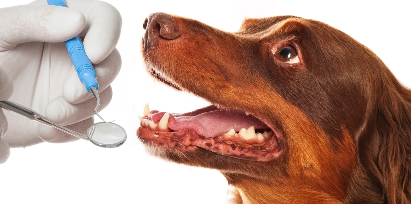 Dog Getting Teeth Checked Dog Getting Teeth Checked