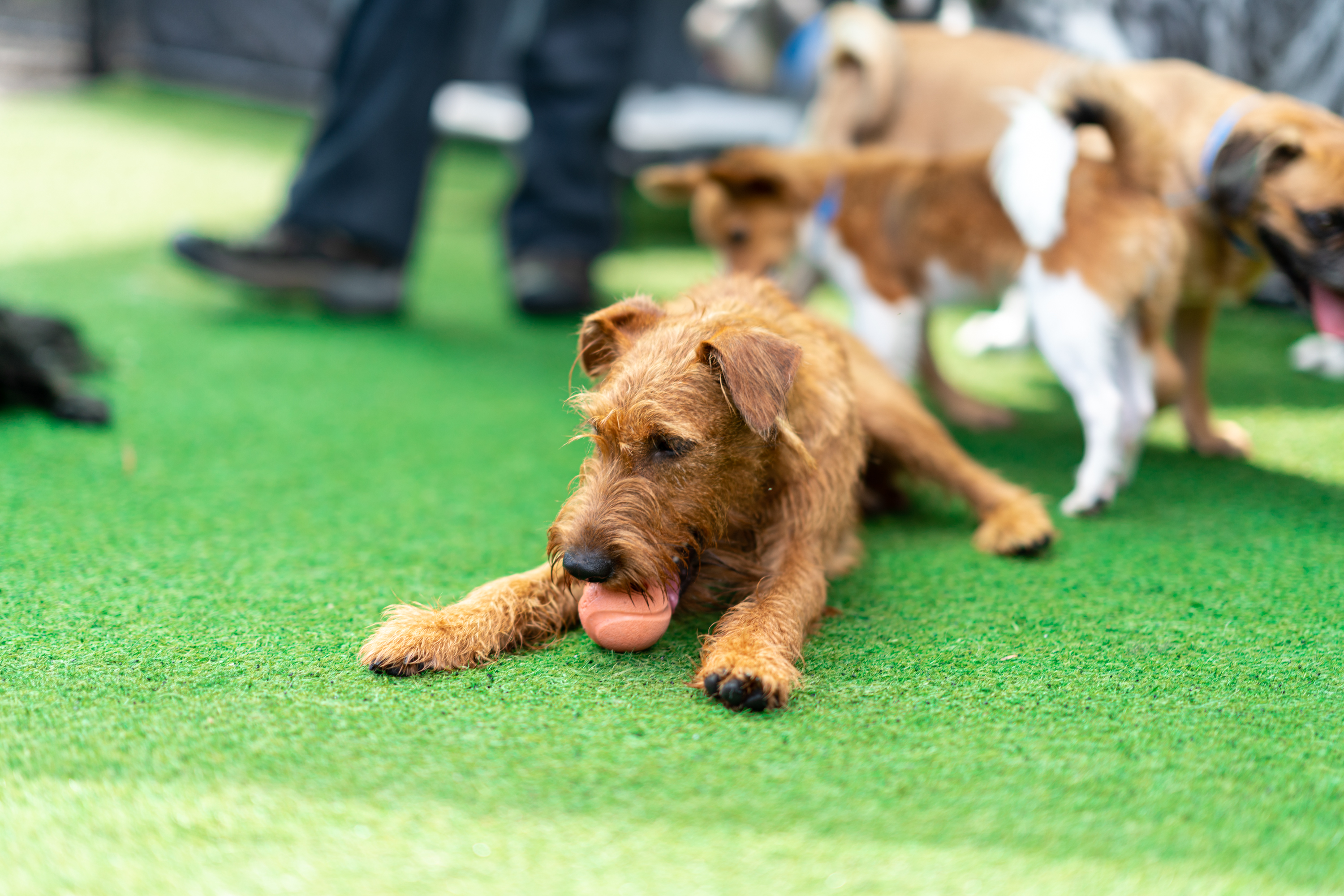 The Lodge at New Tampa Dog with Ball