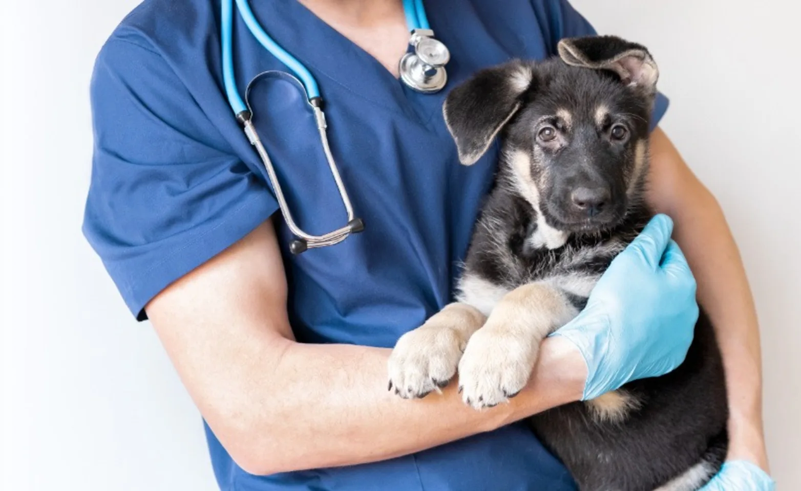 Veterinarian Holding a Black Dog