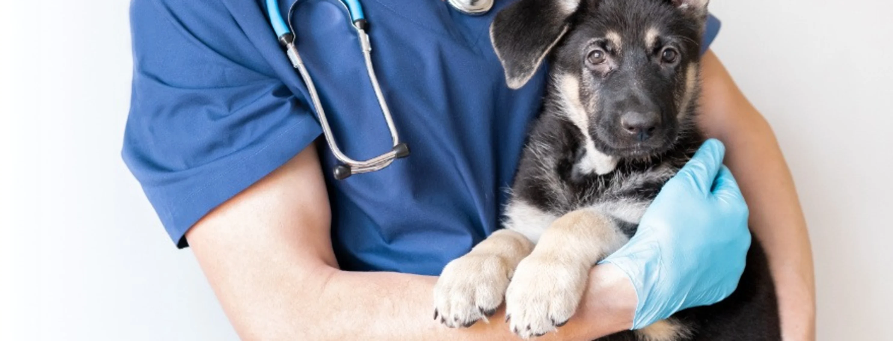 Veterinarian Holding a Black Dog