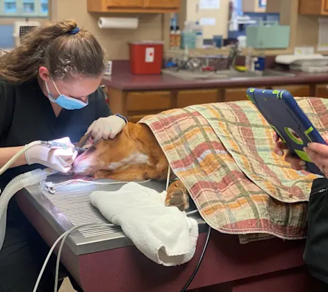 vet cleaning dogs teeth vet cleaning dogs teeth