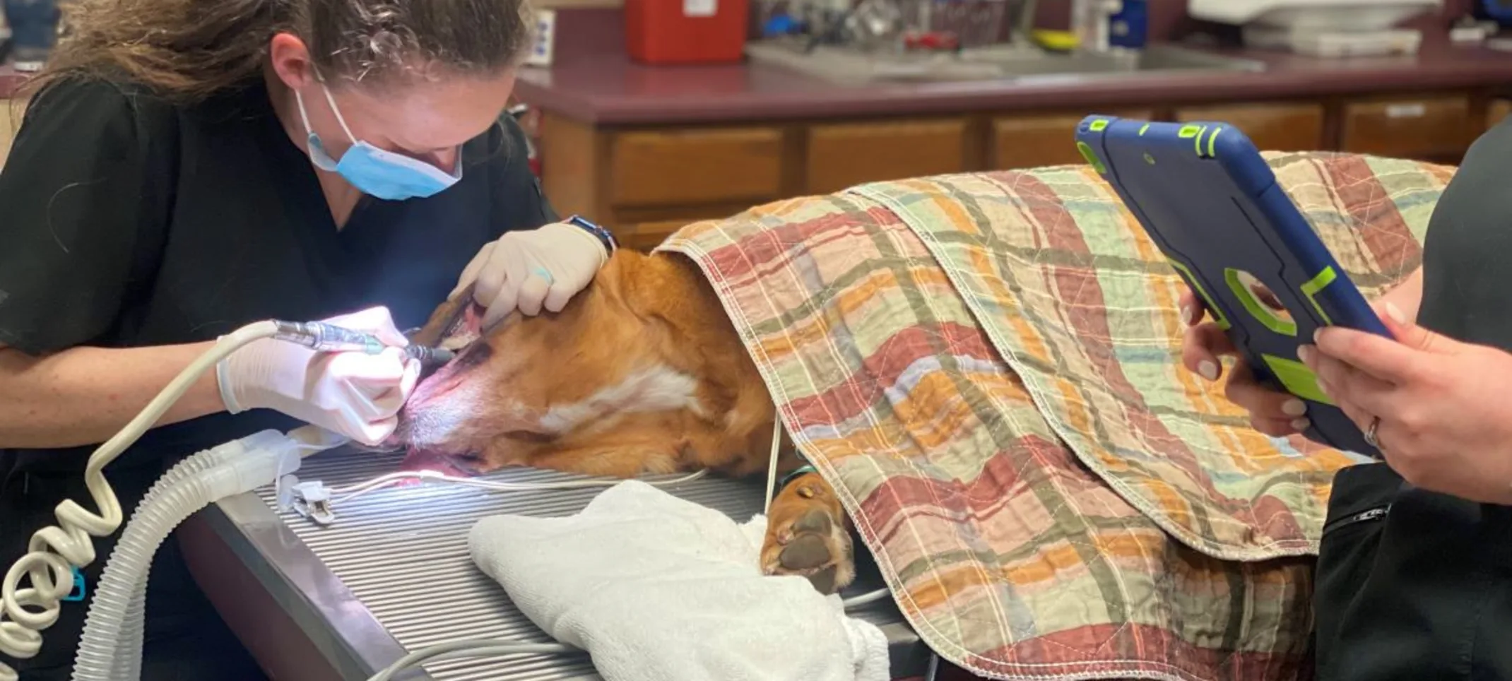 vet cleaning dogs teeth vet cleaning dogs teeth
